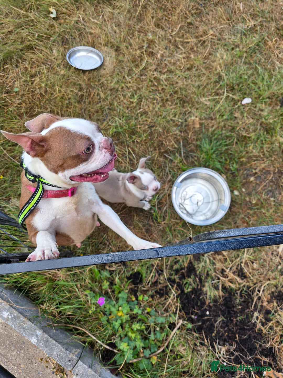 Boston Terrier dogs for sale: Stunning Boston Terrier Girl - Image 5