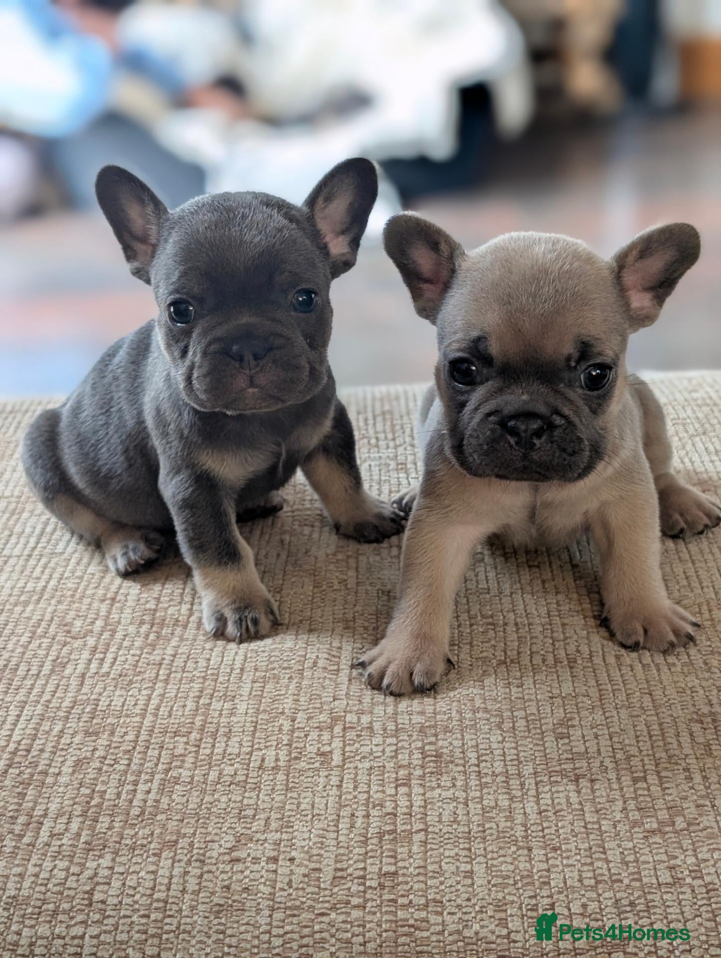 French Bulldog dogs French bulldog puppies looking for new homes  - Advert 2