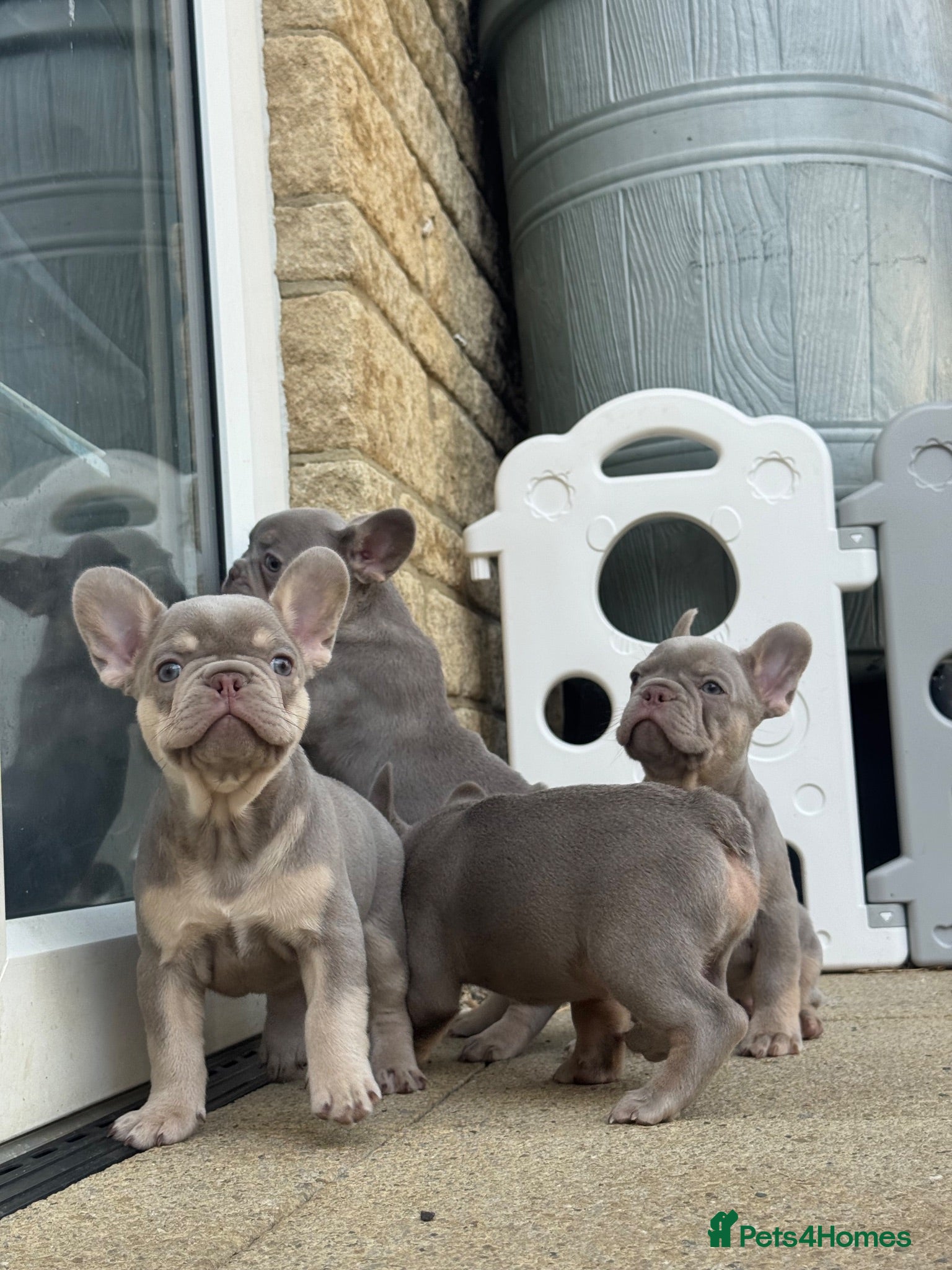 French Bulldog dogs Health Clear KC Registered French Bulldog Puppies - Advert 1