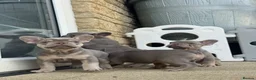 French Bulldog dogs for sale: Health Clear KC Registered French Bulldog Puppies - Advert 2