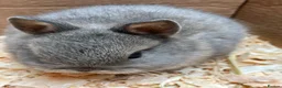 Netherland Dwarf rabbits for sale:  Stunning Baby Nethie for sale  - Advert 5