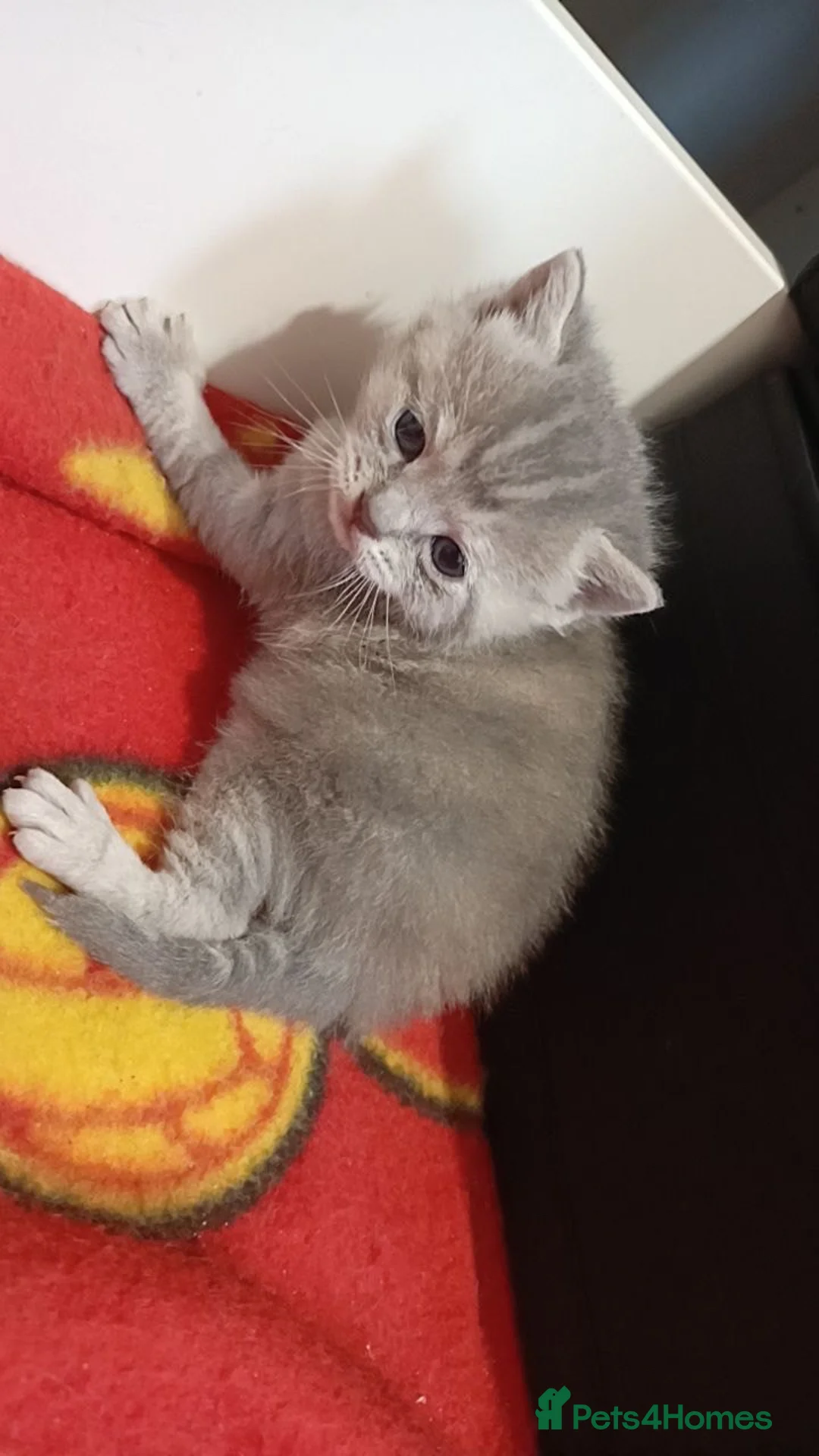 British Shorthair cats for sale: British shorthair kittens for sale - Advert 4