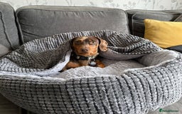 Dachshund dogs for sale: Miniature Chocolate Dapple Dachshund Bitch  - Image 5