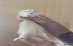 Ferret rodents for sale: Semi Angora Ferrets - Image 8