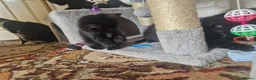 Mixed Breed cats for sale: Four kittens for sale. in Blackpool - Advert 11