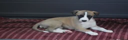 Whippet dogs for sale: Quality KC whippet pups from heart tested psrents in Stoke-on-Trent - Advert 15