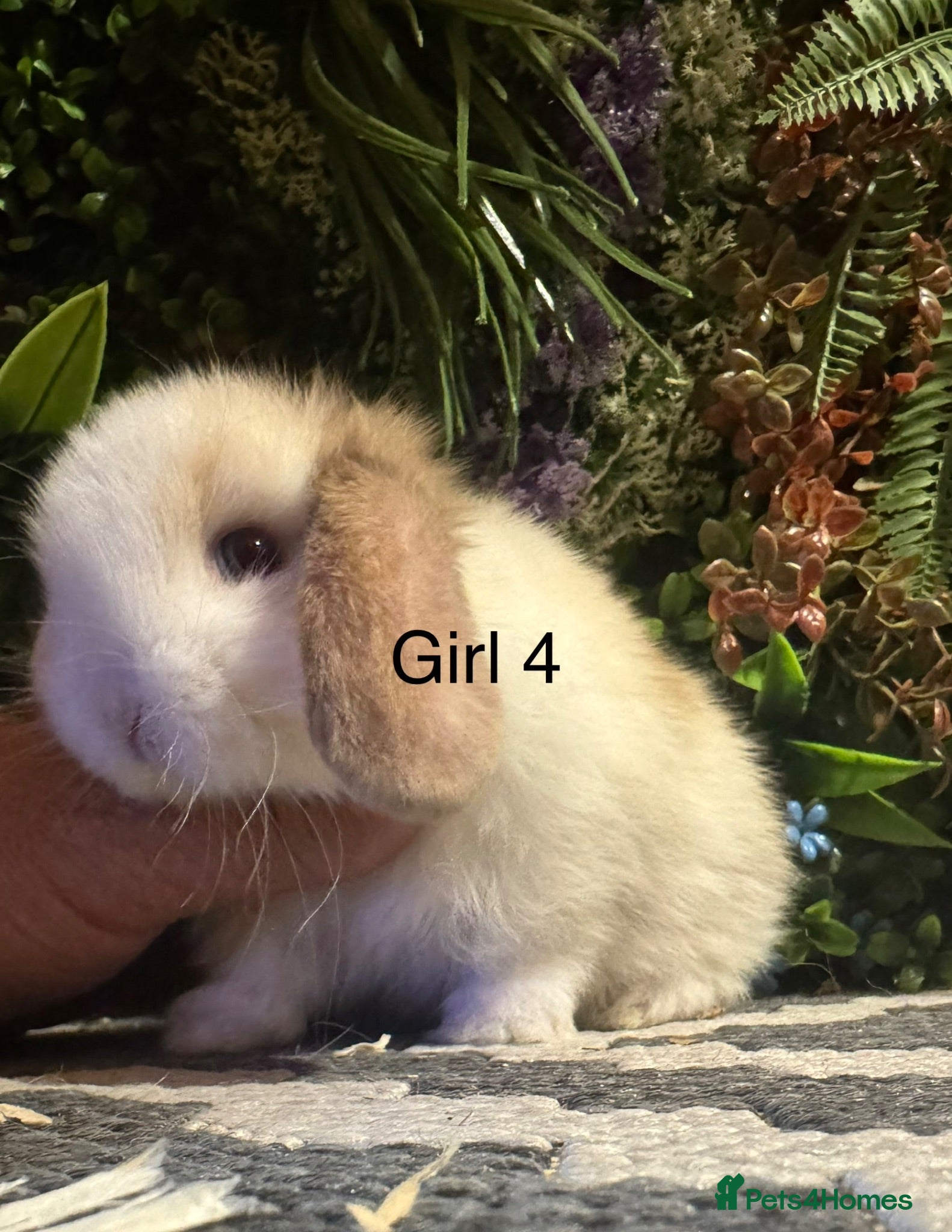 Mini Lop rabbits ⭐️MINI LOPS 2 girls ready to go  - Advert 1
