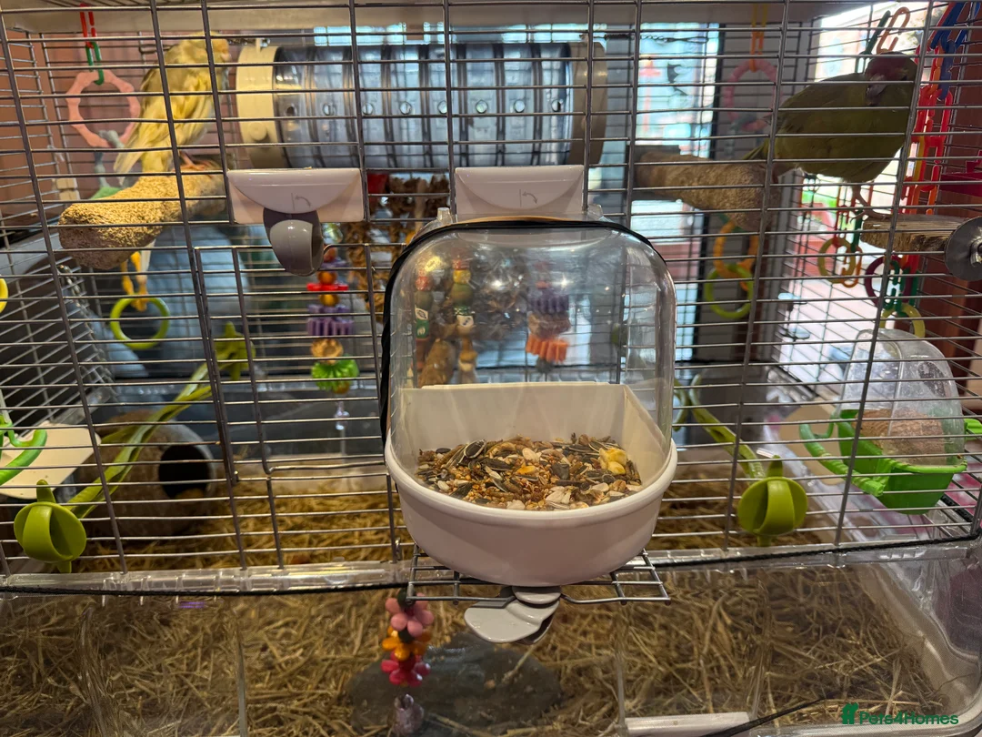 Parakeets birds for sale: 2 Beautiful tame young kakariki  - Advert 5