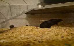 Gerbil rodents for sale: Two female gerbils  - Advert 1