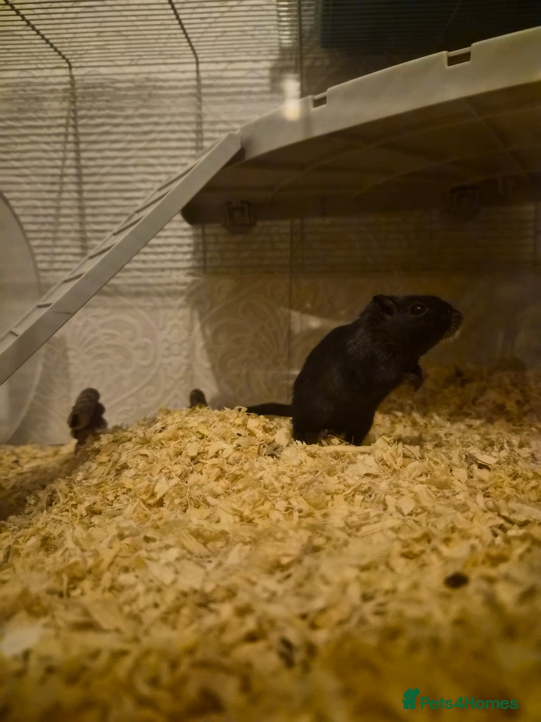 Gerbil rodents for sale: Two female gerbils  - Advert 1