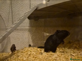 Gerbil rodents Two female gerbils - Advert 1