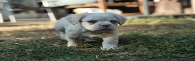 Female Fluffy Frenchie 3