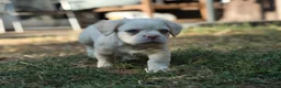 French Bulldog dogs for sale: HOME BRED FLUFFY FRENCHY•ISABELLA.KC&DNA CERT - Advert 14