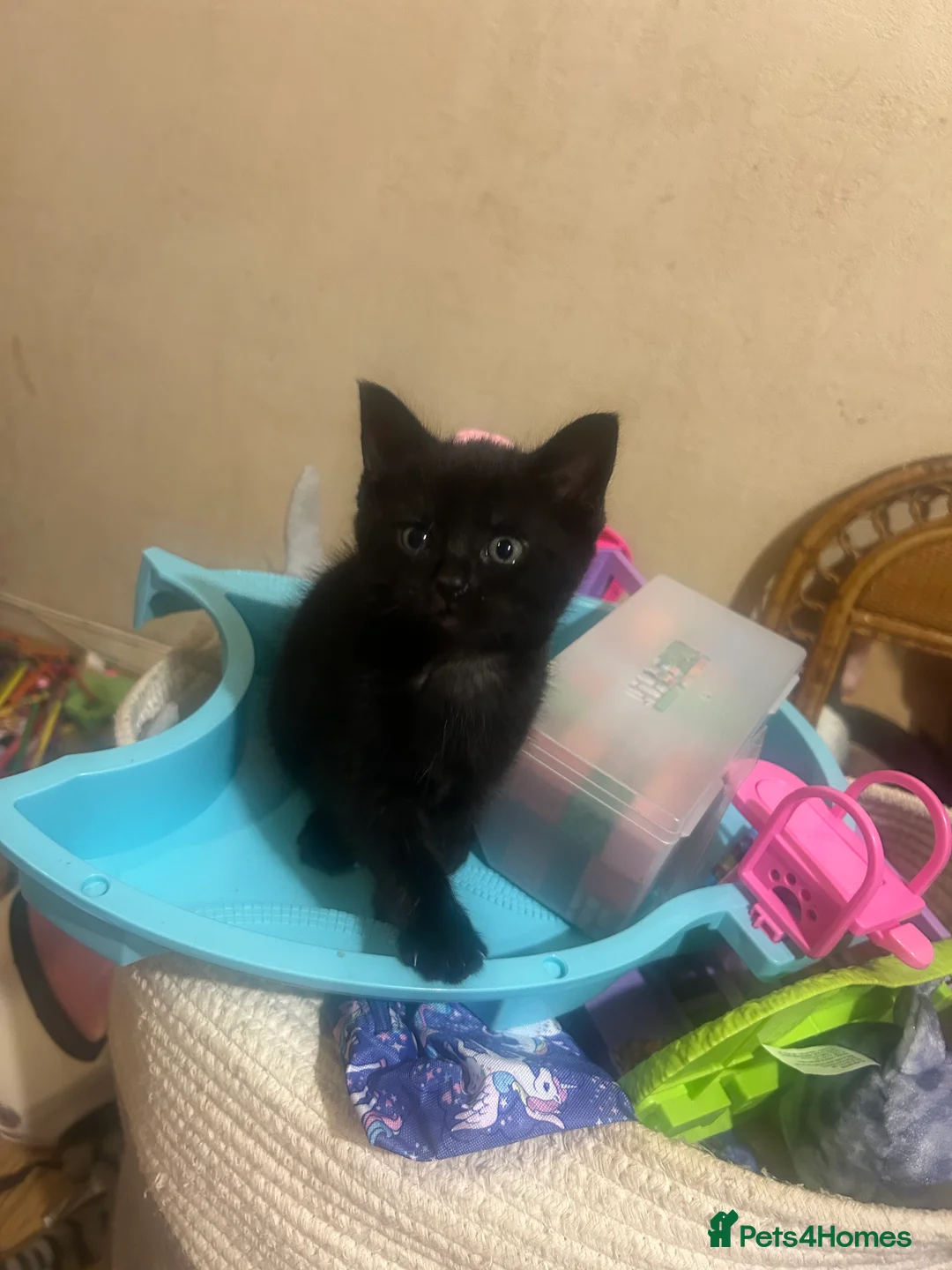 Mixed Breed cats for sale: 3 back and white kittens  - Advert 2