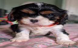 Cavalier King Charles Spaniel dogs for sale: KC Health Tested Cavalier King Charles Puppy  - Image 5