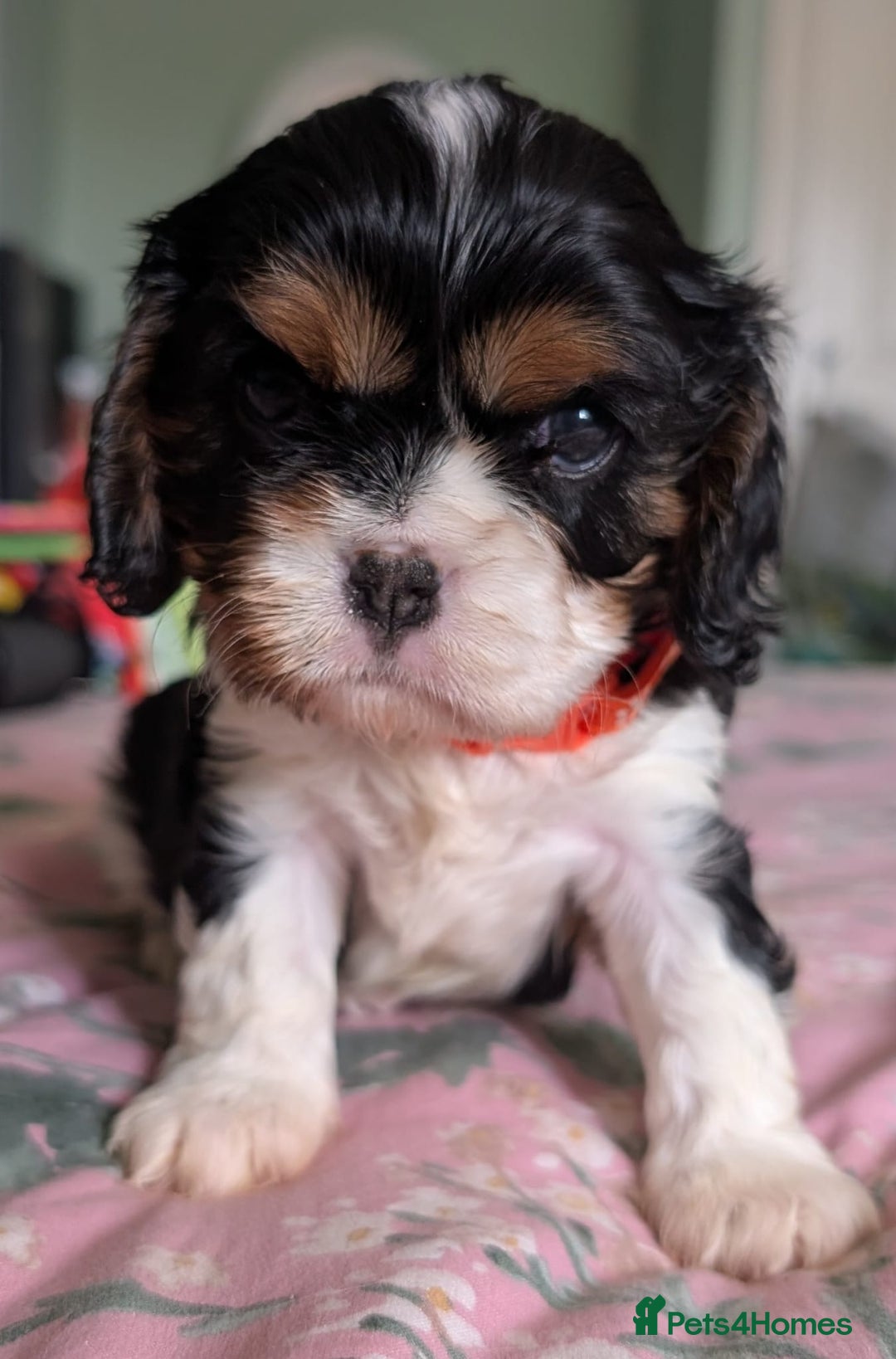 Cavalier King Charles Spaniel dogs for sale: KC Health Tested Cavalier King Charles Puppy  - Image 5
