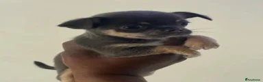 Chihuahua 3