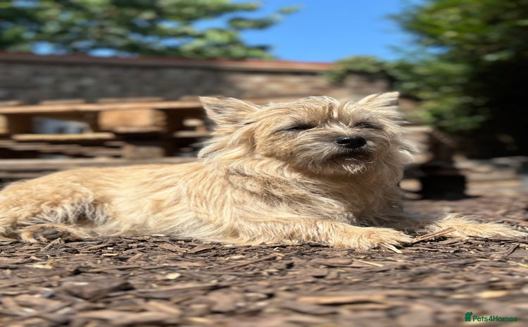 Mixed Breed dogs Tibetan & Cairn Dogs looking for new homes  - Advert 1