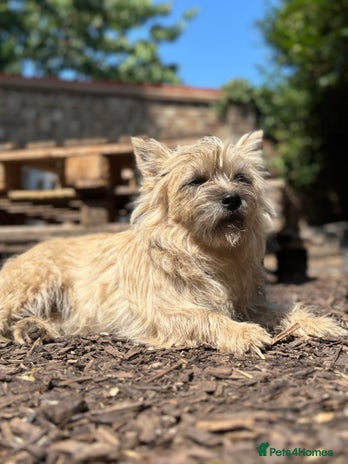 Mixed Breed dogs Tibetan & Cairn Dogs looking for new homes - Advert 1