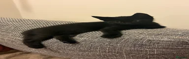 Black short fur 1