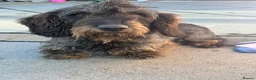 Dachshund dogs for sale: Full wire haired teckle pups - Advert 9