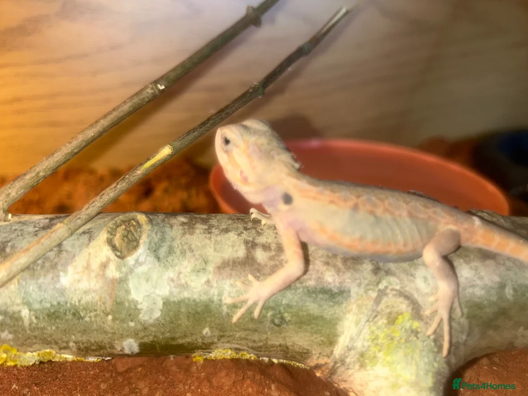 Bearded Dragon reptiles for sale: Baby hypo/hypo leatherbacks bearded dragons  - Advert 2