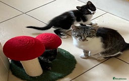 Mixed Breed cats for sale: Beautiful kittens ready now - Image 6