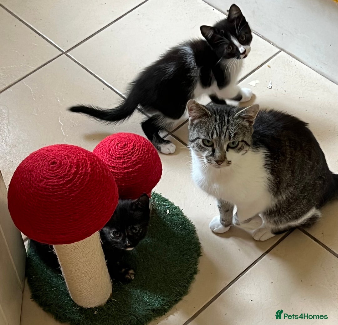 Mixed Breed cats for sale: Beautiful kittens ready now - Image 6