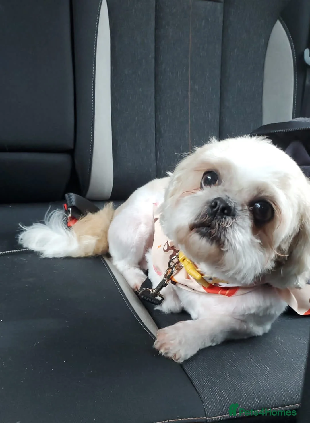 Shih Tzu dogs for sale: 8 year old shih tzu and 6 year old chihuhua - Advert 2