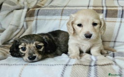 Miniature Dachshund dogs for sale: Mini dachshunds, long haired cream girls - Image 2
