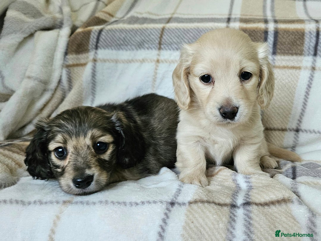 Miniature Dachshund dogs for sale: Mini dachshunds, long haired cream girls - Image 2
