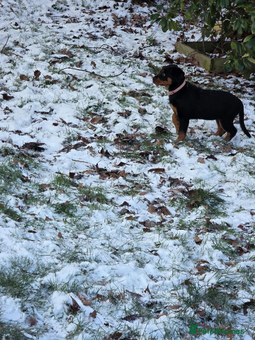 Rottweiler dogs for sale: 19 week old rottweiler female for sale  - Advert 4