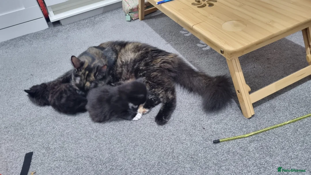 Turkish Angora cats for sale: Adorable Kittens Looking for Loving Homes - Advert 1