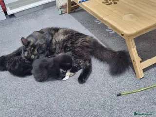 Turkish Angora cats Adorable Kittens Looking for Loving Homes - Advert 1