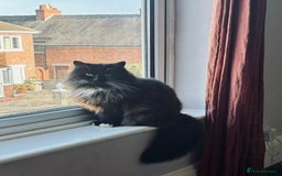 Mixed Breed cats for sale: Fluffy Claudia looking for a new home ✨  - Image 3
