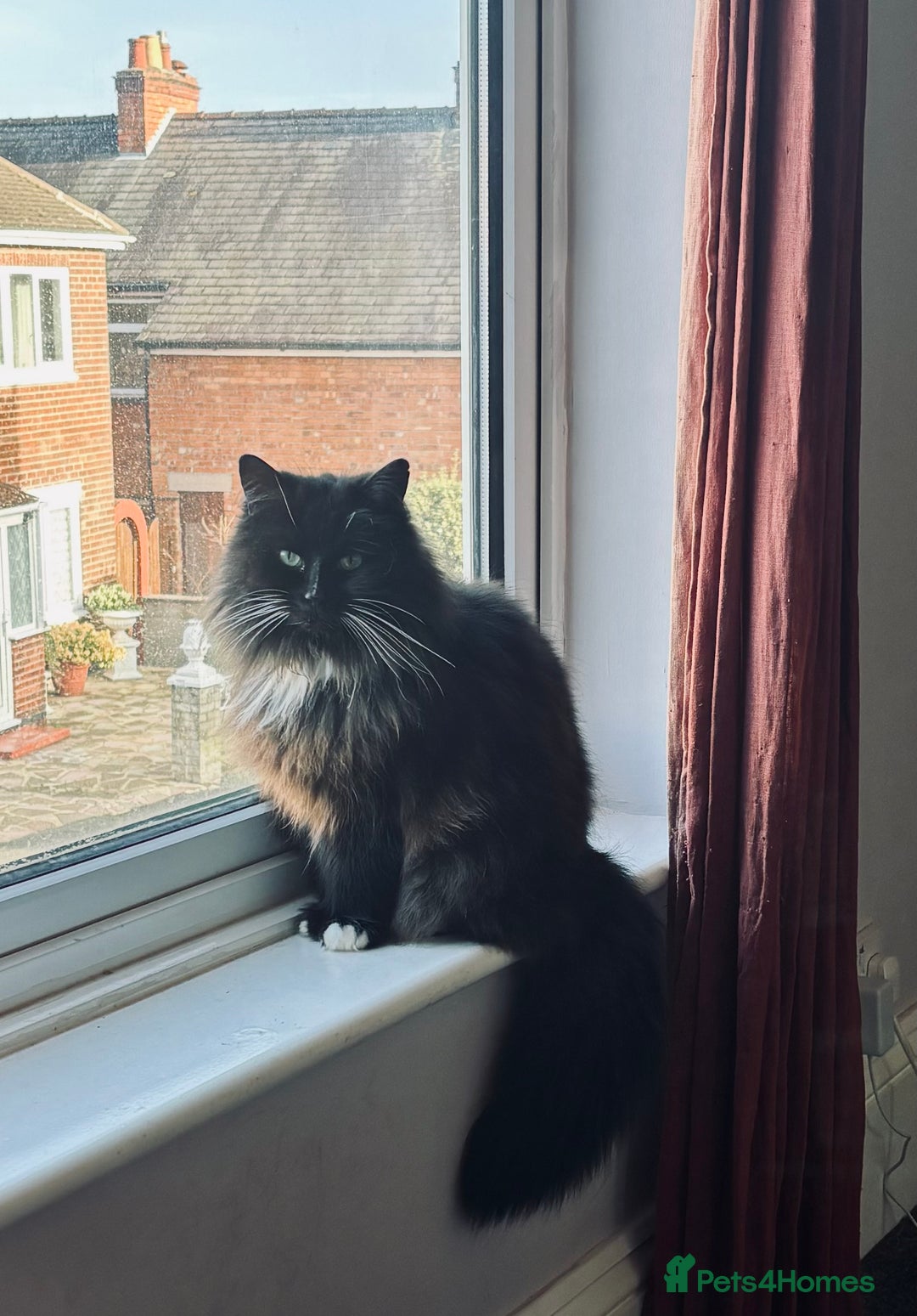 Mixed Breed cats for sale: Fluffy Claudia looking for a new home ✨  - Image 3