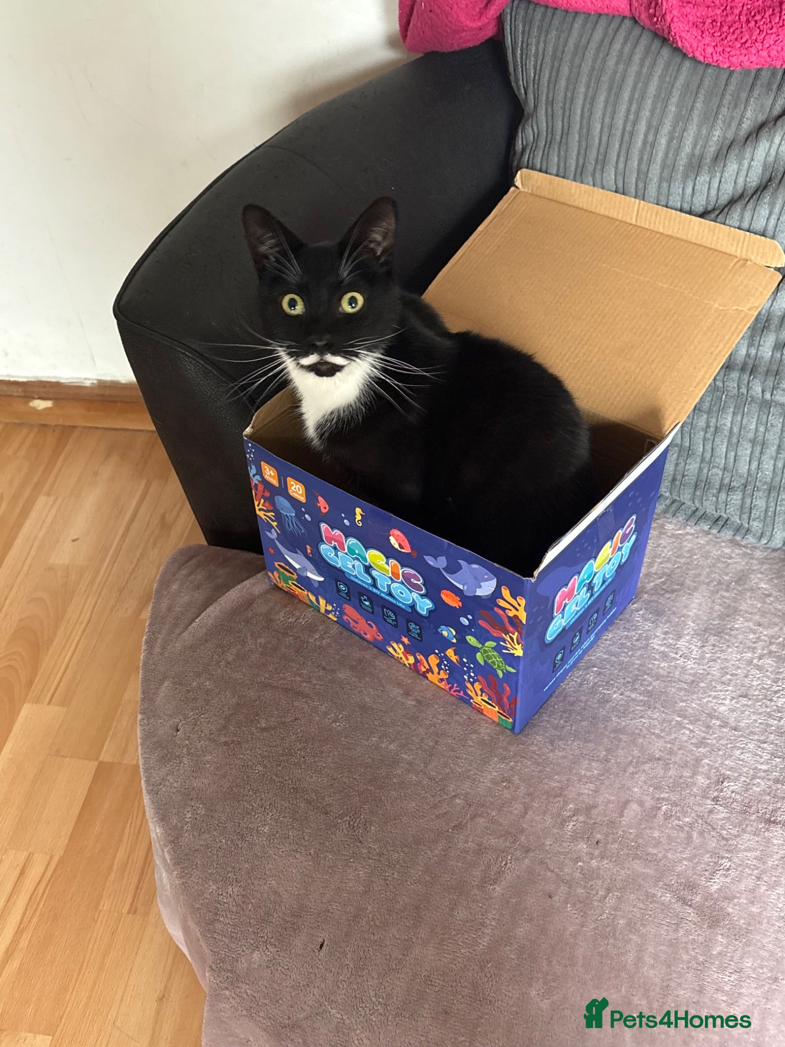Mixed Breed cats Tuxedo cat - Advert 4