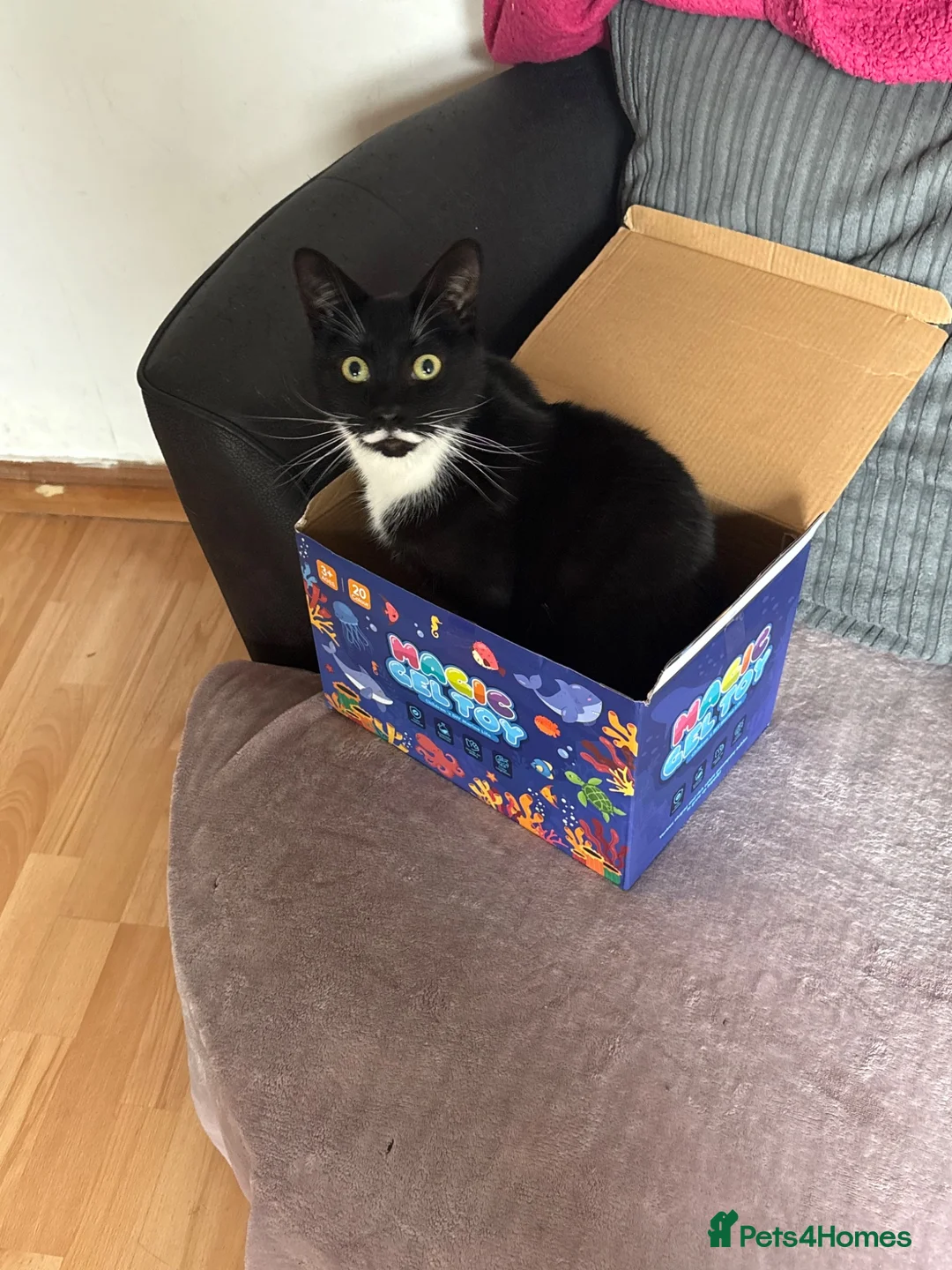Mixed Breed cats for sale: Tuxedo cat - Advert 1