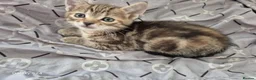 Mixed Breed cats for sale: 🐾 Beautiful Kittens Looking for Loving Homes 🐾 in Willenhall - Advert 23