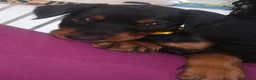 Dobermann dogs for stud: HEALTH TESTED STANLEY FOR STUD DUTIES - Advert 33
