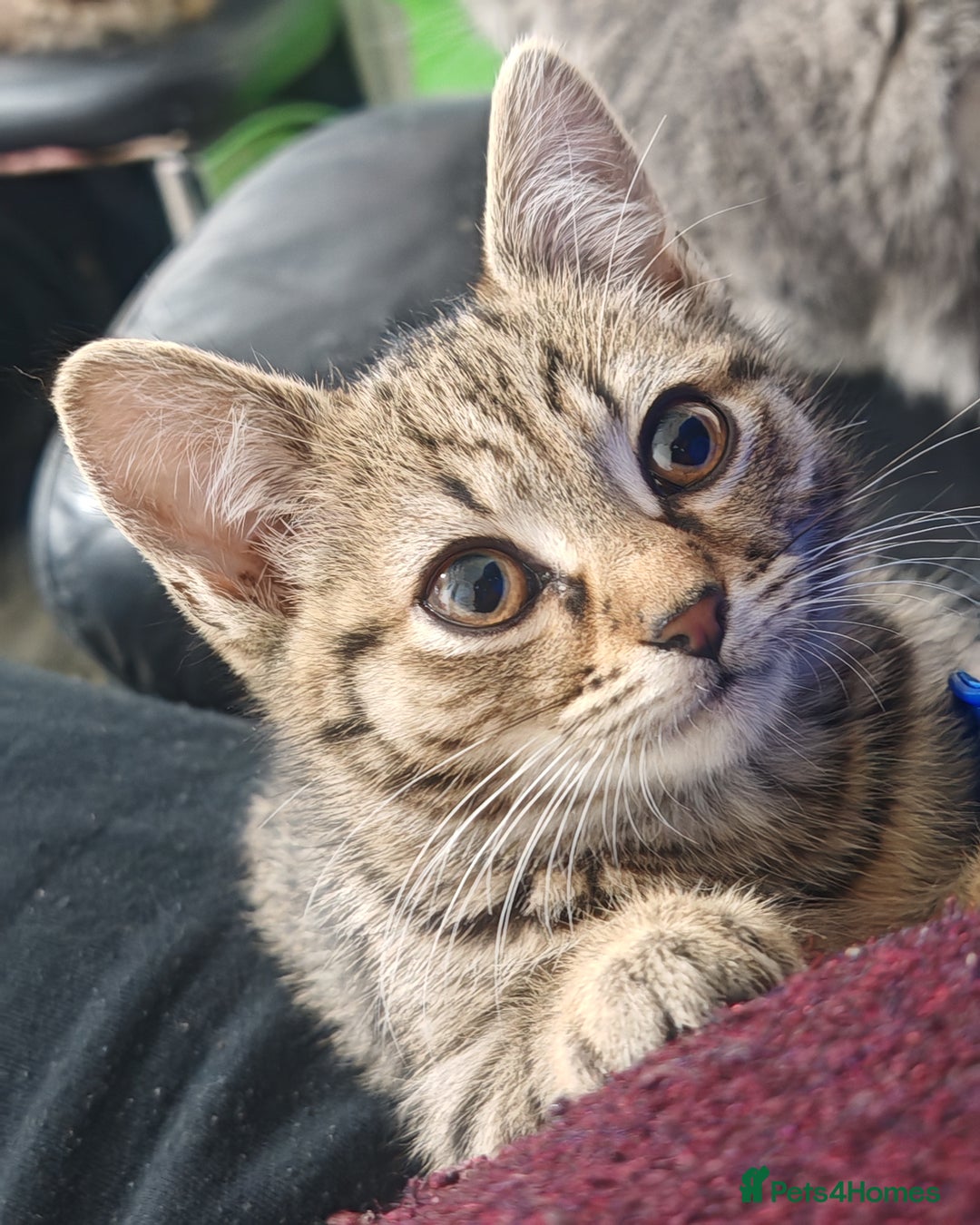 Mixed Breed cats for sale: 🐾 Two Beautiful Male Kittens Available –  –  - Advert 9