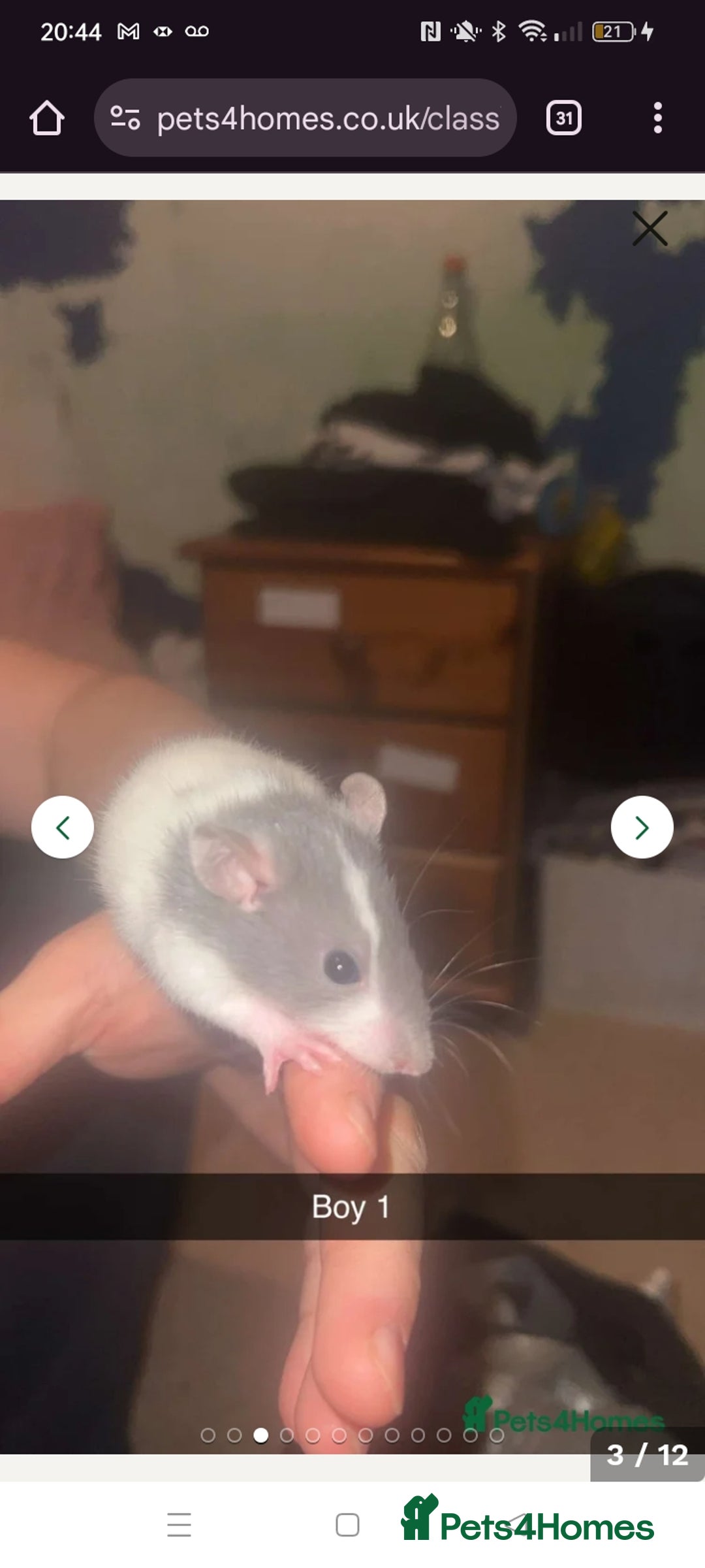 Rat rodents for sale: Four handsome male rats  - Advert 1