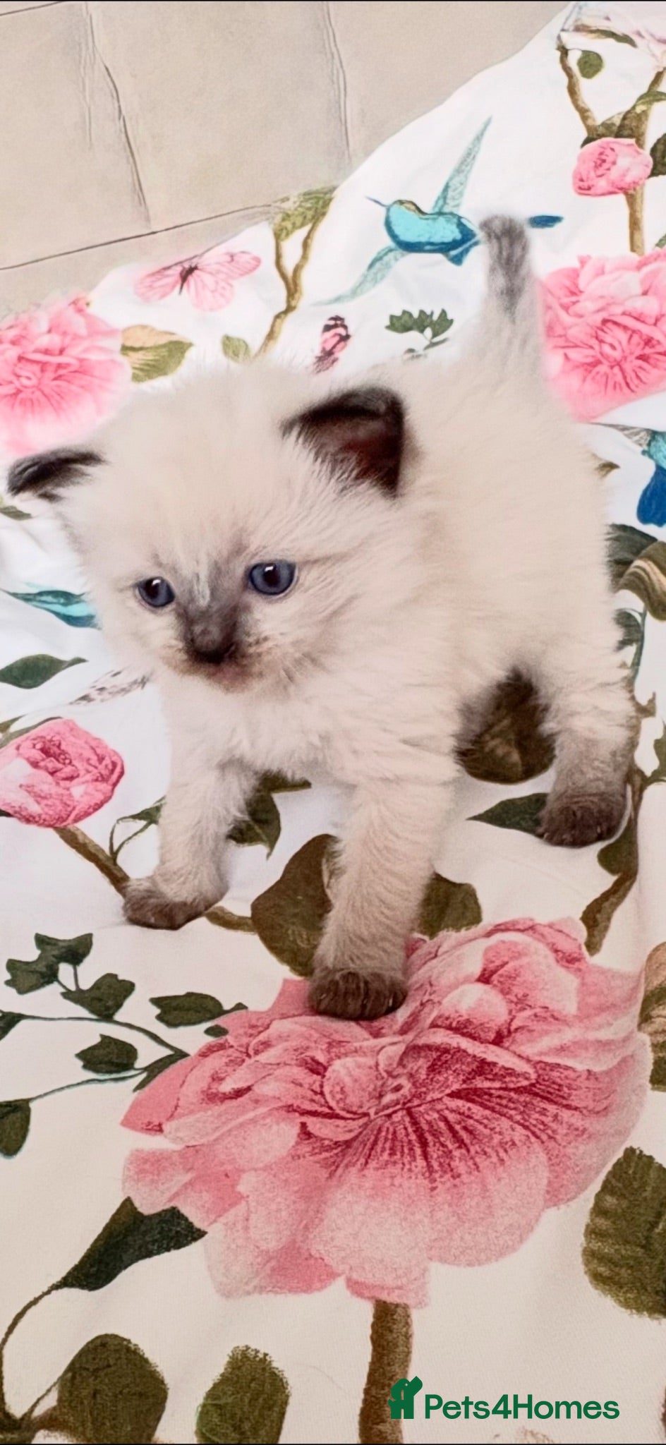 Ragdoll cats 🦋💙 ADORABLE GCCF BABIES 💙🦋 - Advert 6