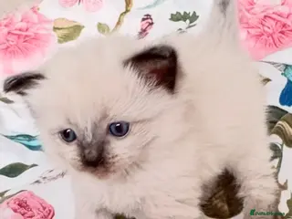 Ragdoll cats 🦋💙 ADORABLE GCCF BABIES 💙🦋 - Advert 14