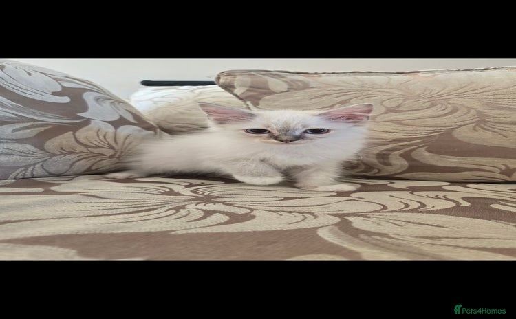 Ragdoll cats - Advert 3