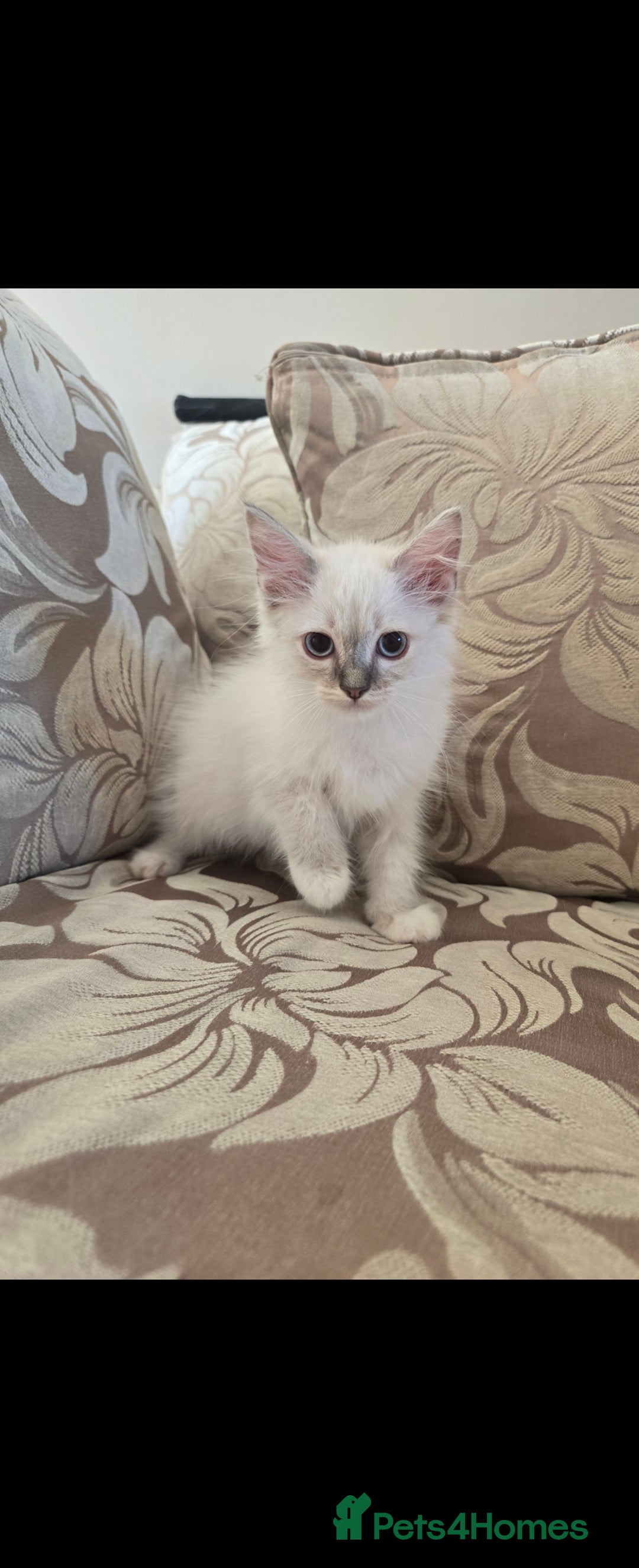 Ragdoll cats for sale: 2 Stunning Ragdolls Kittens Left  - Image 1