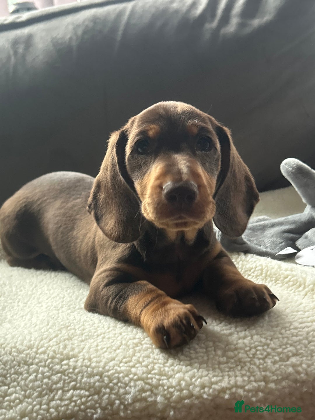 Miniature Dachshund dogs for sale: Adorable miniature daschunds - Image 4