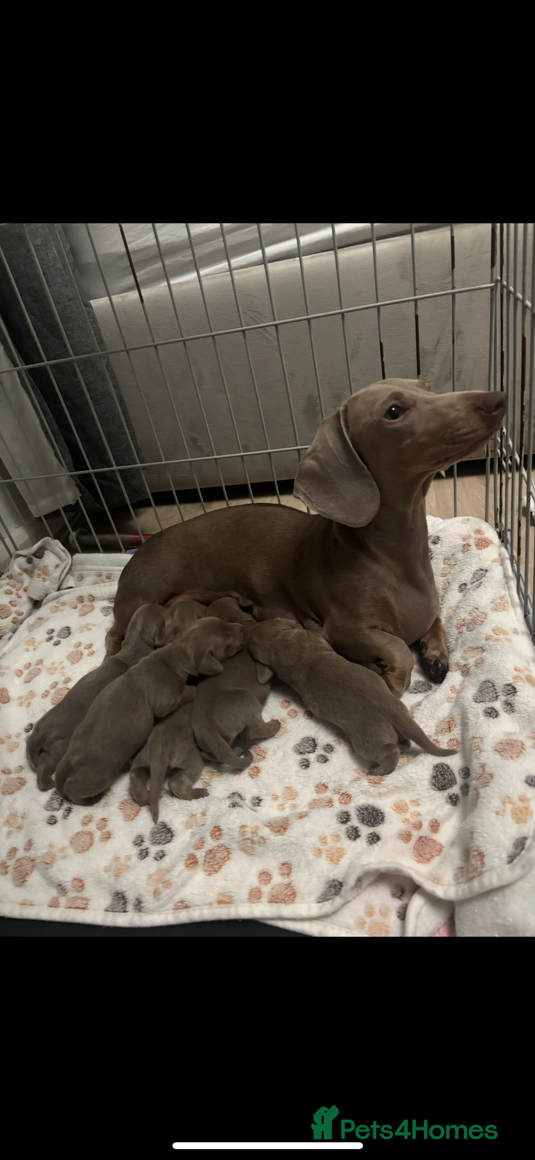 Miniature Dachshund dogs for sale: 5 Isabella & tan miniature dachshunds 🏡 - Advert 2