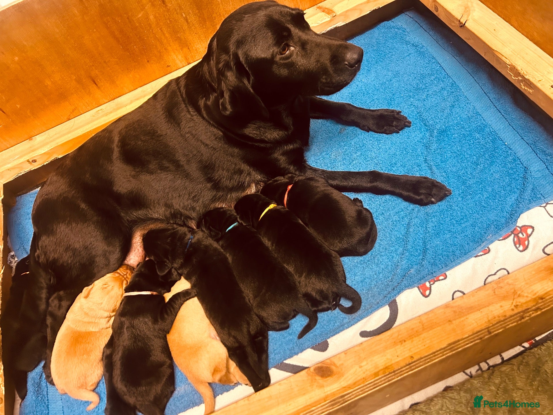 Labrador Retriever dogs for sale: *8 Working Line Labrador Puppies* - Advert 10