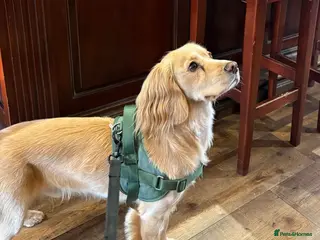 Cocker Spaniel dogs Roddy for stud - Advert 2